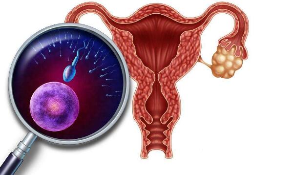 孕期胎儿发育过程